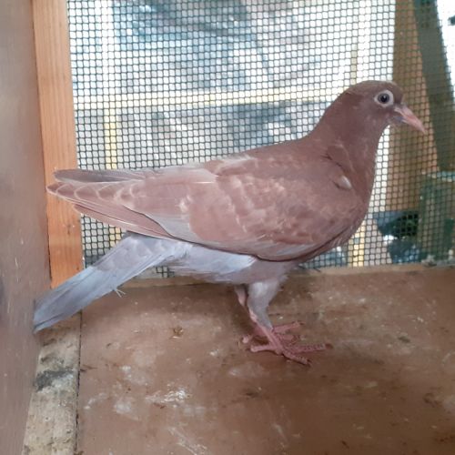 Jeunes pigeons rouges choco #1