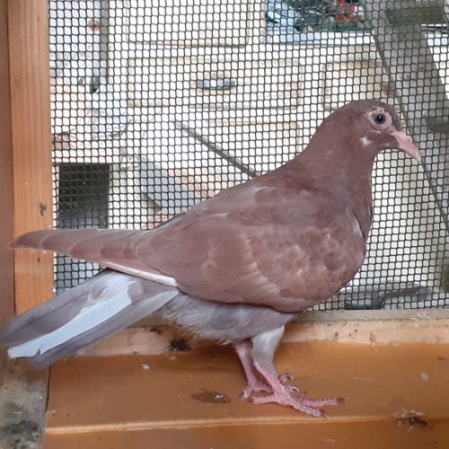 Jeunes pigeons rouges choco #2