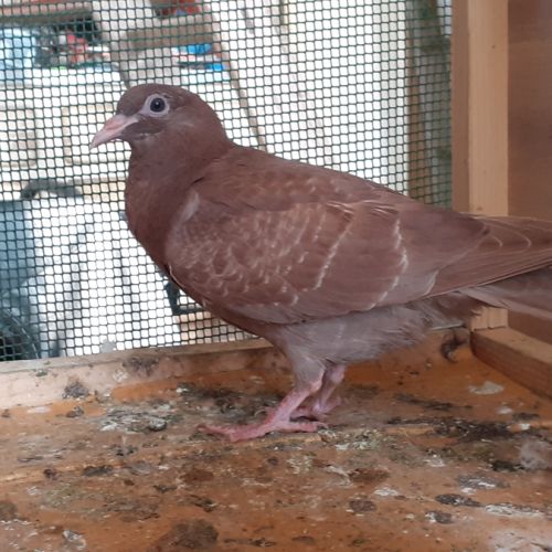 Jeunes pigeons rouges choco #3