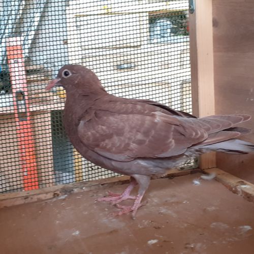 Jeunes pigeons rouges choco #5