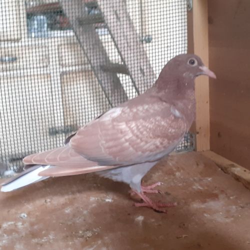 Jeunes pigeons rouges choco #7