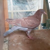 Jeunes pigeons rouges choco #1