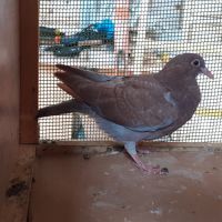 Jeunes pigeons rouges choco #4