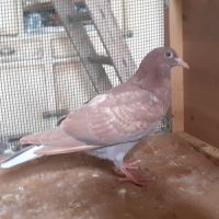 Jeunes pigeons rouges choco #7