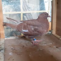 Jeunes pigeons rouges choco