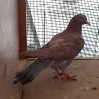 Jeunes pigeons rouges choco #9