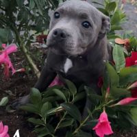 Staffy gris bleu 4 femelles