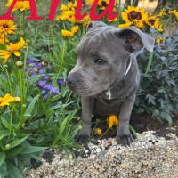 Staffy gris bleu 4 femelles #2
