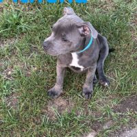 Staffy gris bleu 4 femelles #3