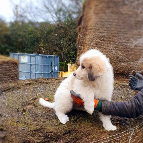 Chiot montagne des pyrénées (patou) #2