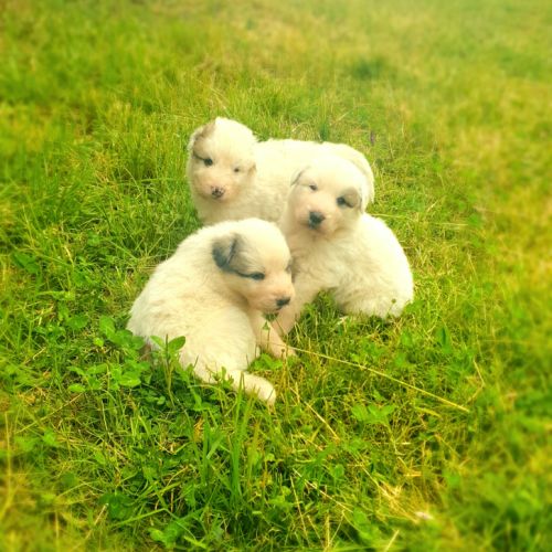 Chiot montagne des pyrénées (patou) #3