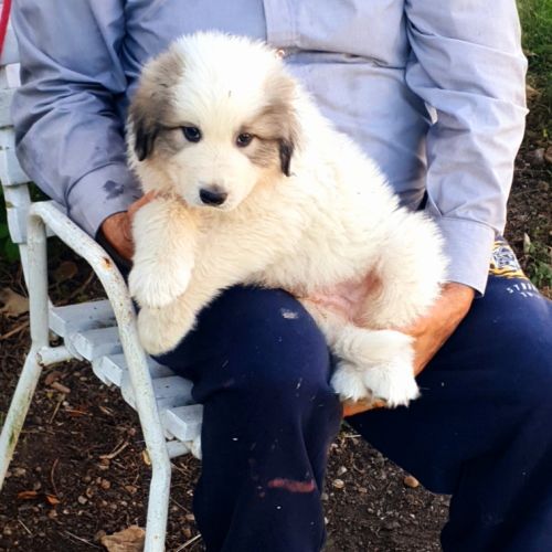 Chiot montagne des pyrénées (patou) #5