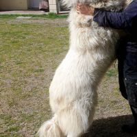 Chiot montagne des pyrénées (patou) #1