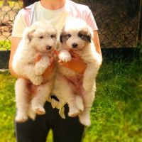 Chiot montagne des pyrénées (patou)