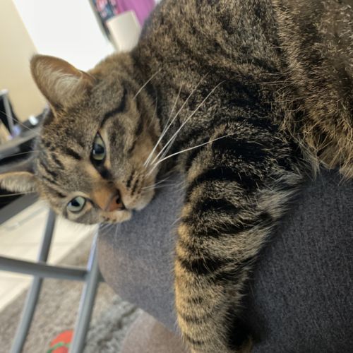 Salem 8 ans robe tigre #2