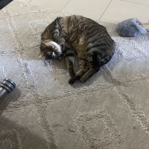 Salem 8 ans robe tigre #4