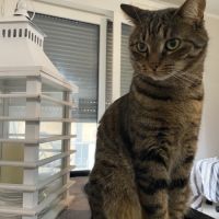 Salem 8 ans robe tigre #1