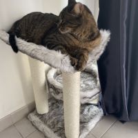 Salem 8 ans robe tigre #3