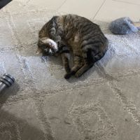 Salem 8 ans robe tigre #4