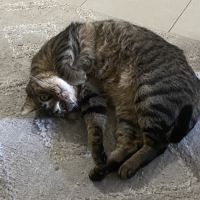 Salem 8 ans robe tigre