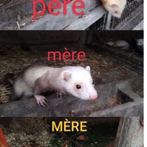 Furets disponibles fin juin #0