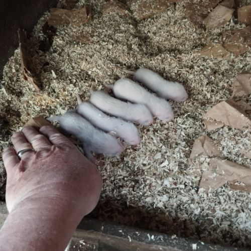 Furets disponibles fin juin #2