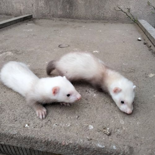 Furets disponibles fin juin #3