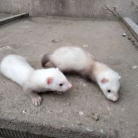 Furets disponibles fin juin #3