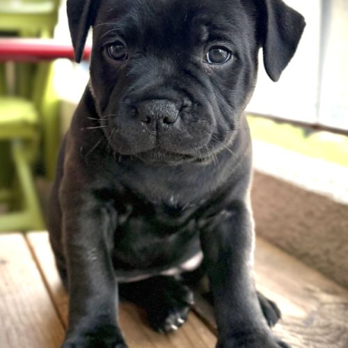 Vends chiot staffi staffy #3