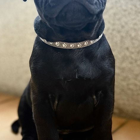 Vends chiot staffi staffy #4