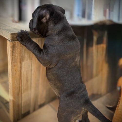 Vends chiot staffi staffy #7