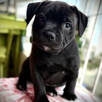 Vends chiot staffi staffy #1