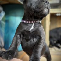Vends chiot staffi staffy #0