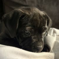 Vends chiot staffi staffy #5