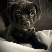 Vends chiot staffi staffy #6