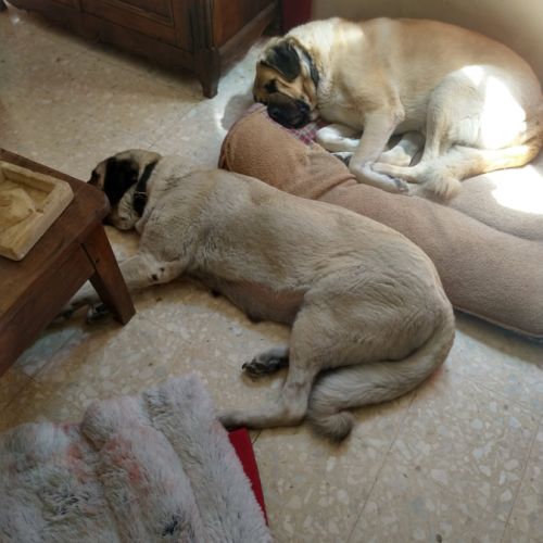 Vente chiots  berger kangal #1