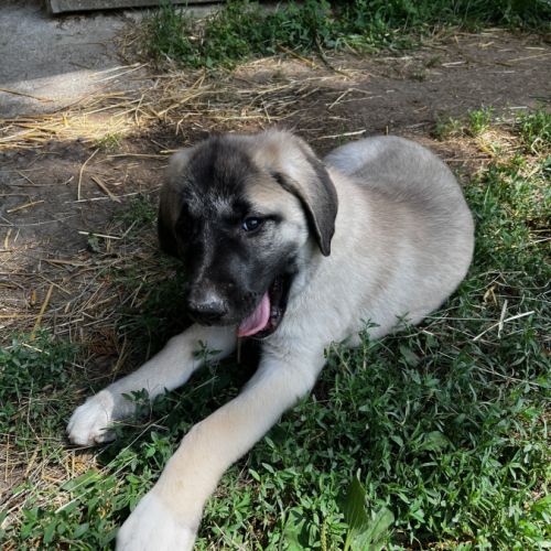 Vente chiots  berger kangal #4