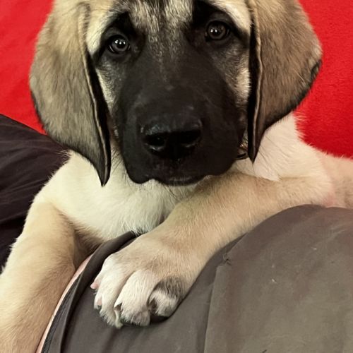Vente chiots  berger kangal