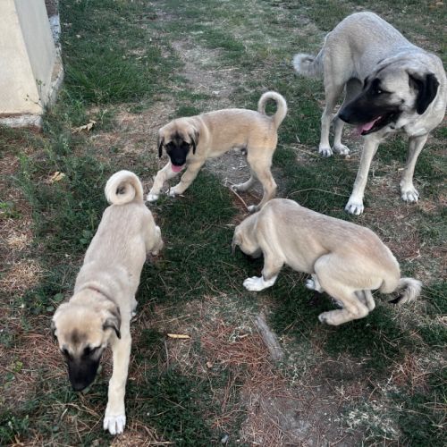 Vente chiots  berger kangal #6