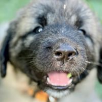 Vente chiots  berger kangal #2