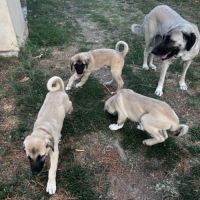 Vente chiots  berger kangal #6
