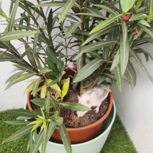 Donne 2 petites rates de 8 mois environ #4