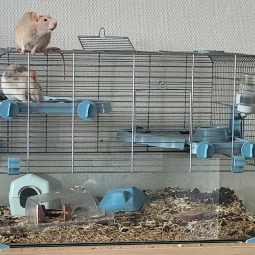 Donne 2 petites rates de 8 mois environ #5