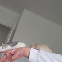 Donne 2 petites rates de 8 mois environ #1