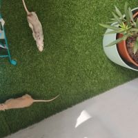 Donne 2 petites rates de 8 mois environ #3
