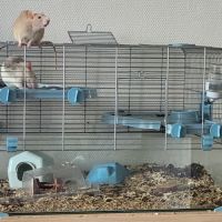 Donne 2 petites rates de 8 mois environ #5