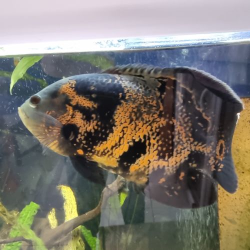 Astronotus ocellatus #1