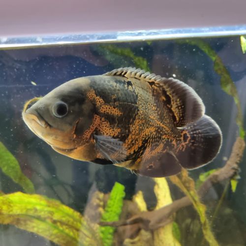 Astronotus ocellatus #2