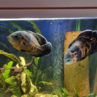 Astronotus ocellatus