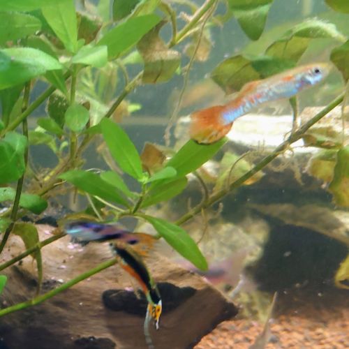 Lots guppys